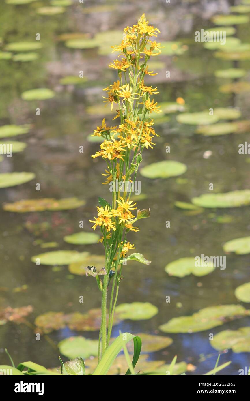 Utrecht University Botanic Gardens Stock Photo - Alamy