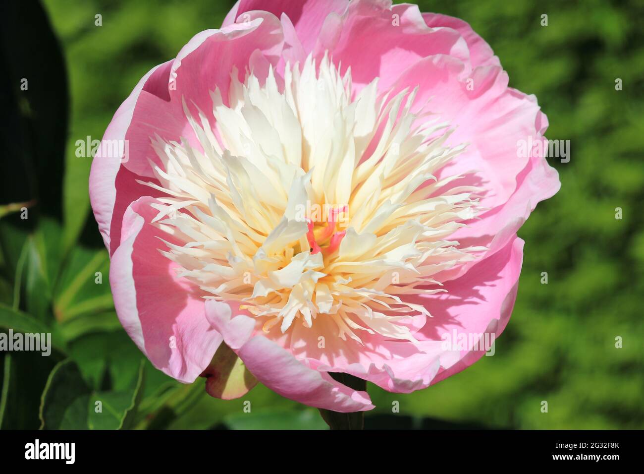 Paeonia lactiflora Stock Photo