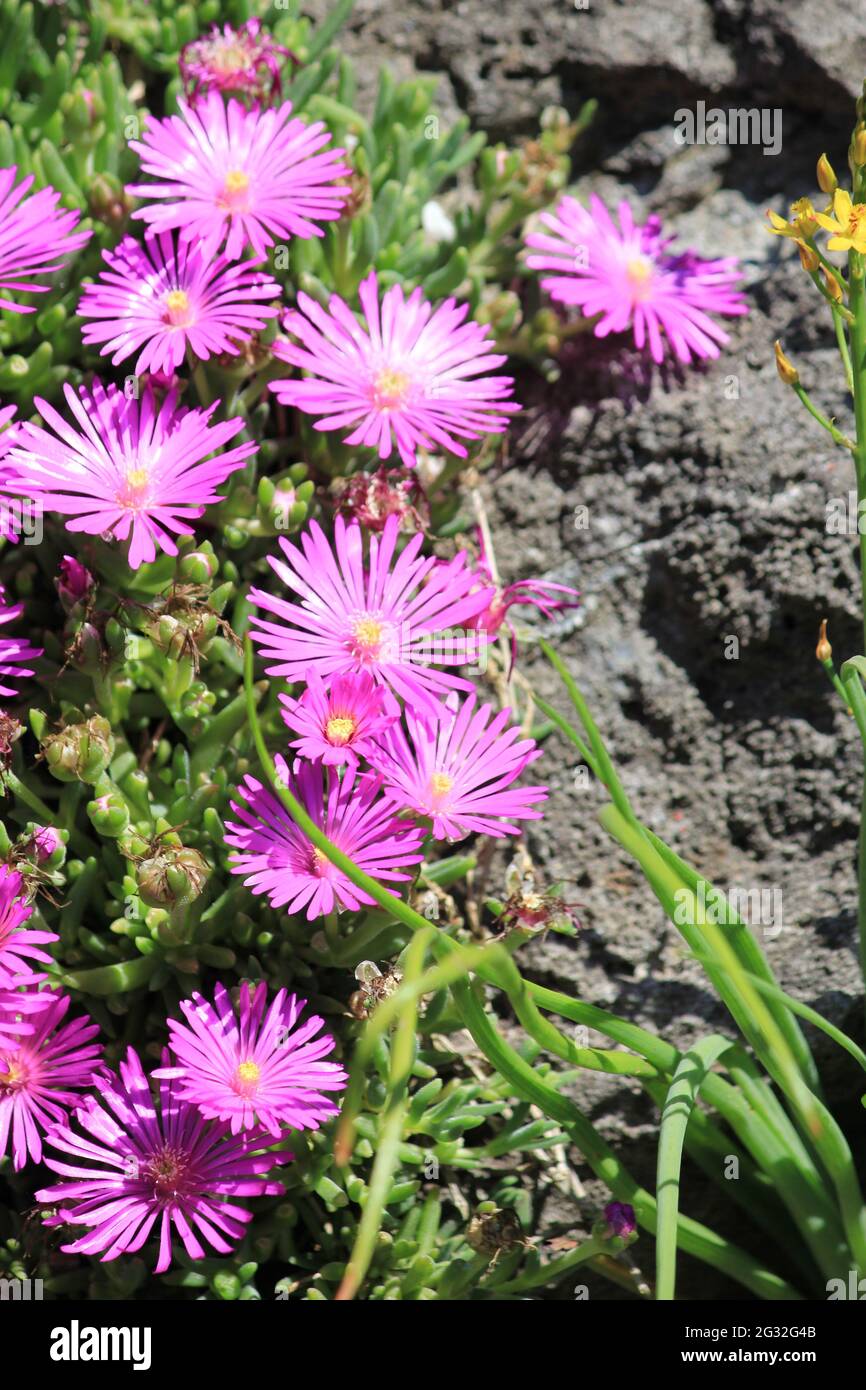 Delosperma cooperi Stock Photo