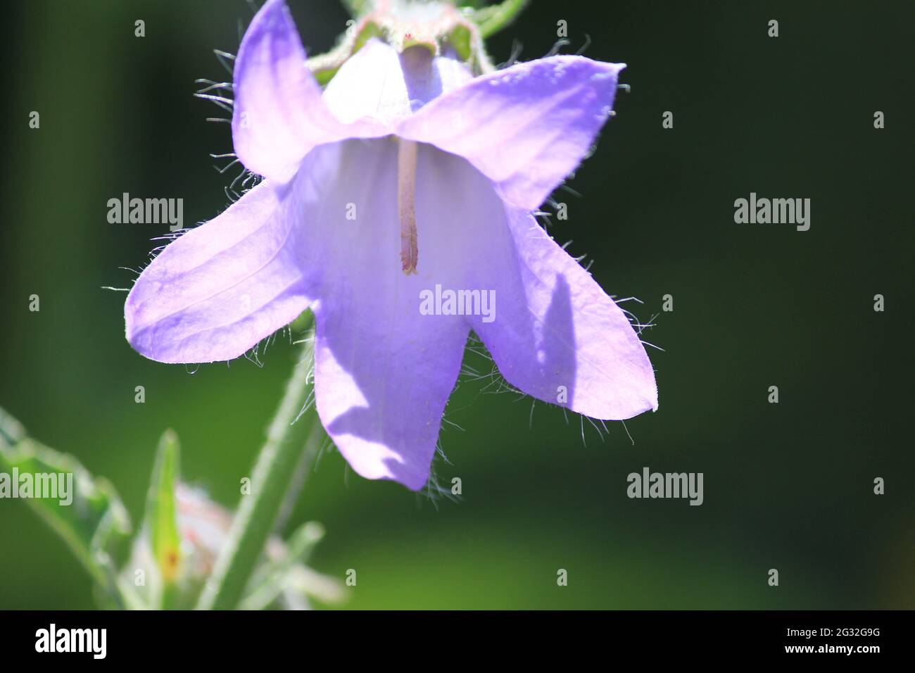 aster diplostephioides Stock Photo
