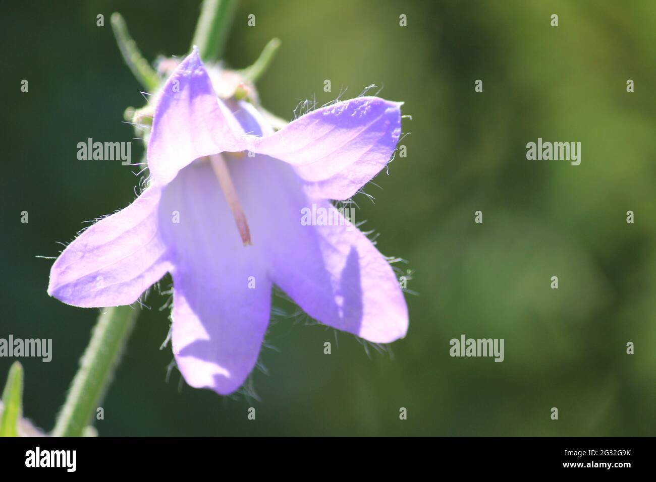 aster diplostephioides Stock Photo