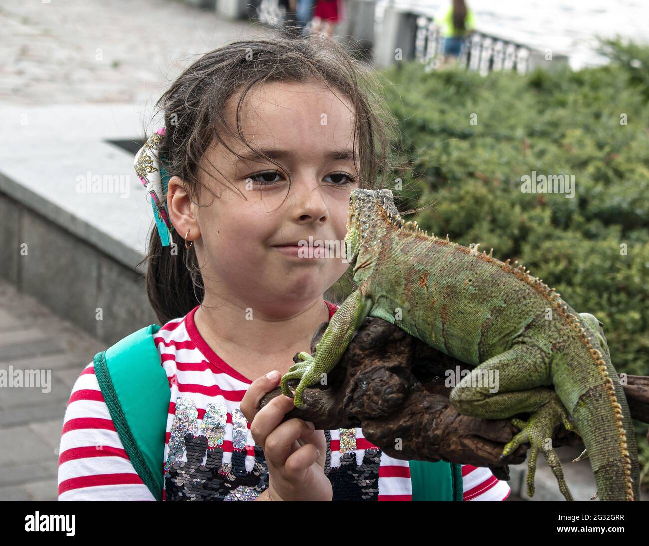 Beautiful female iguana hires stock photography and images Alamy