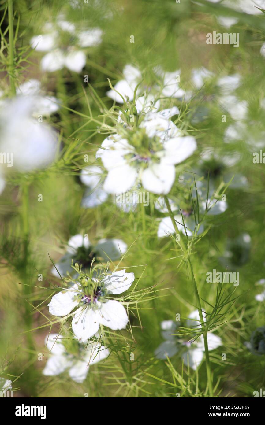 Salvia sclarea in botanical garden in Utrecht, the Netherlands Stock Photo