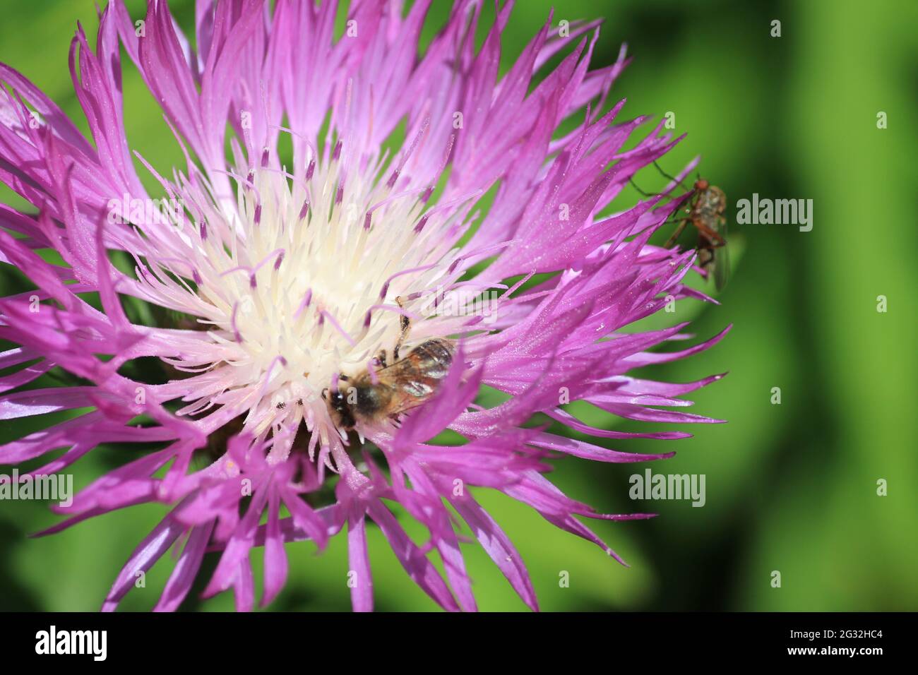 Nectar Producers High Resolution Stock Photography And Images Alamy