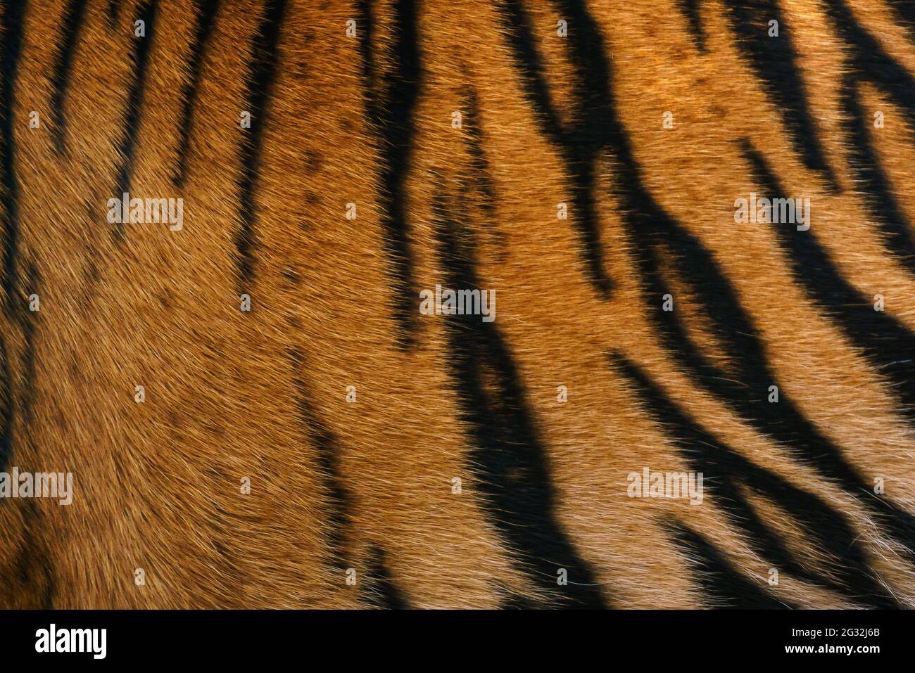 Tiger pattern, real sumatran tiger texture skin black orange stripe pattern for background Stock Photo