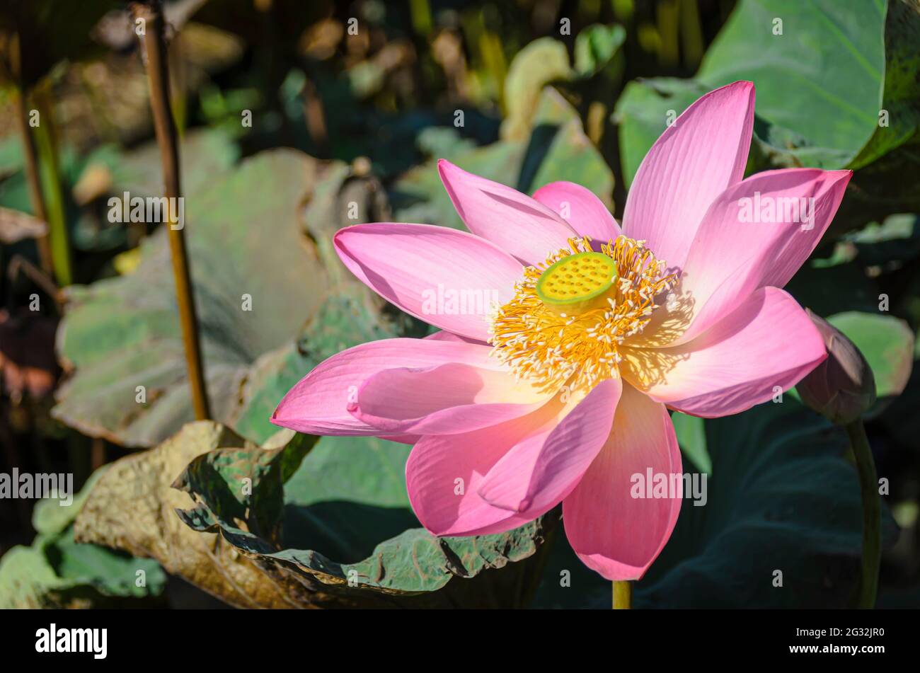Pink lotus the national flower of india hi-res stock photography and ...