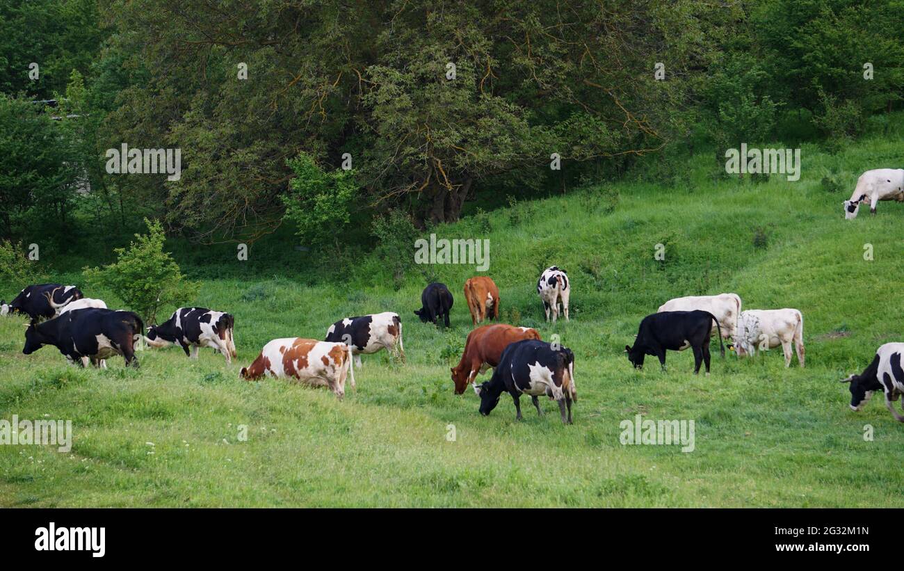 Bull calf on a pasture hi-res stock photography and images - Alamy
