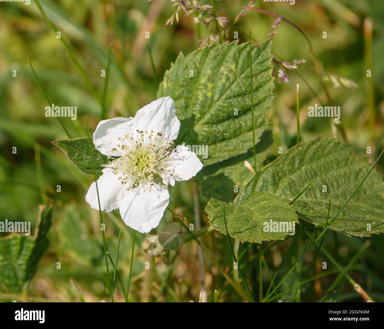a beautiful wild blackberry white flower (Rubus fruticosus) and seed