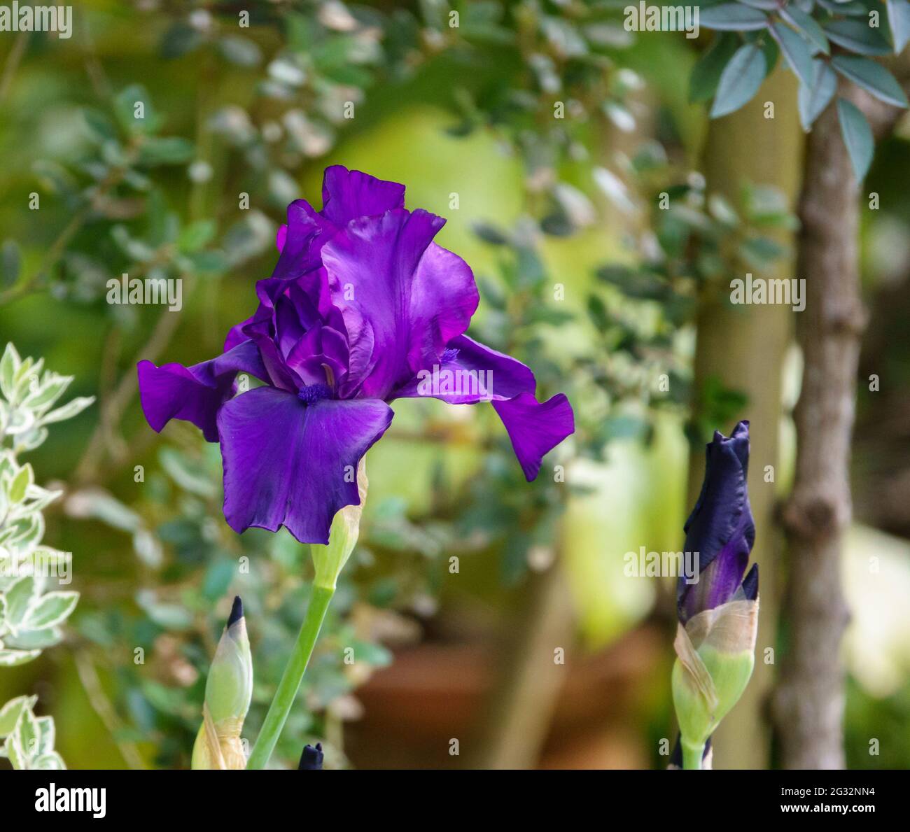 beautiful purple flowers on a tall bearded iris flower Stock Photo