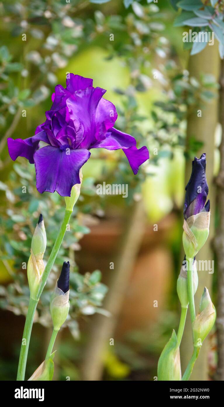 beautiful purple flowers on a tall bearded iris flower Stock Photo