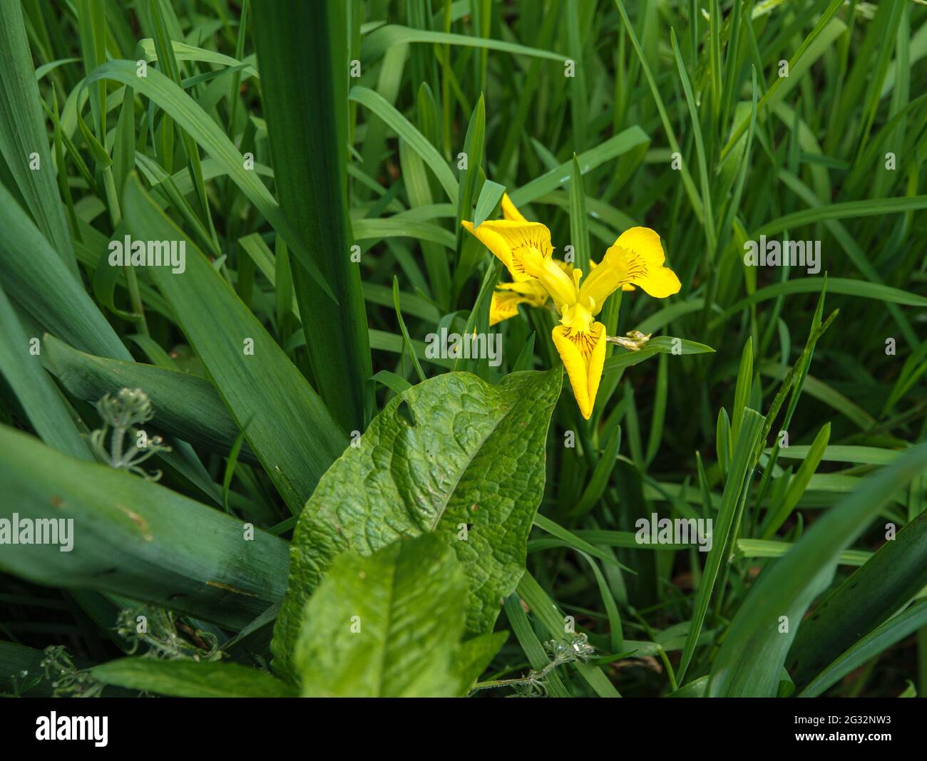 a yellow iris (Iris pseudacorus) also known as yellow flag and water flag, growing amongst reeds at the side of a shallow river in Wiltshire Stock Photo