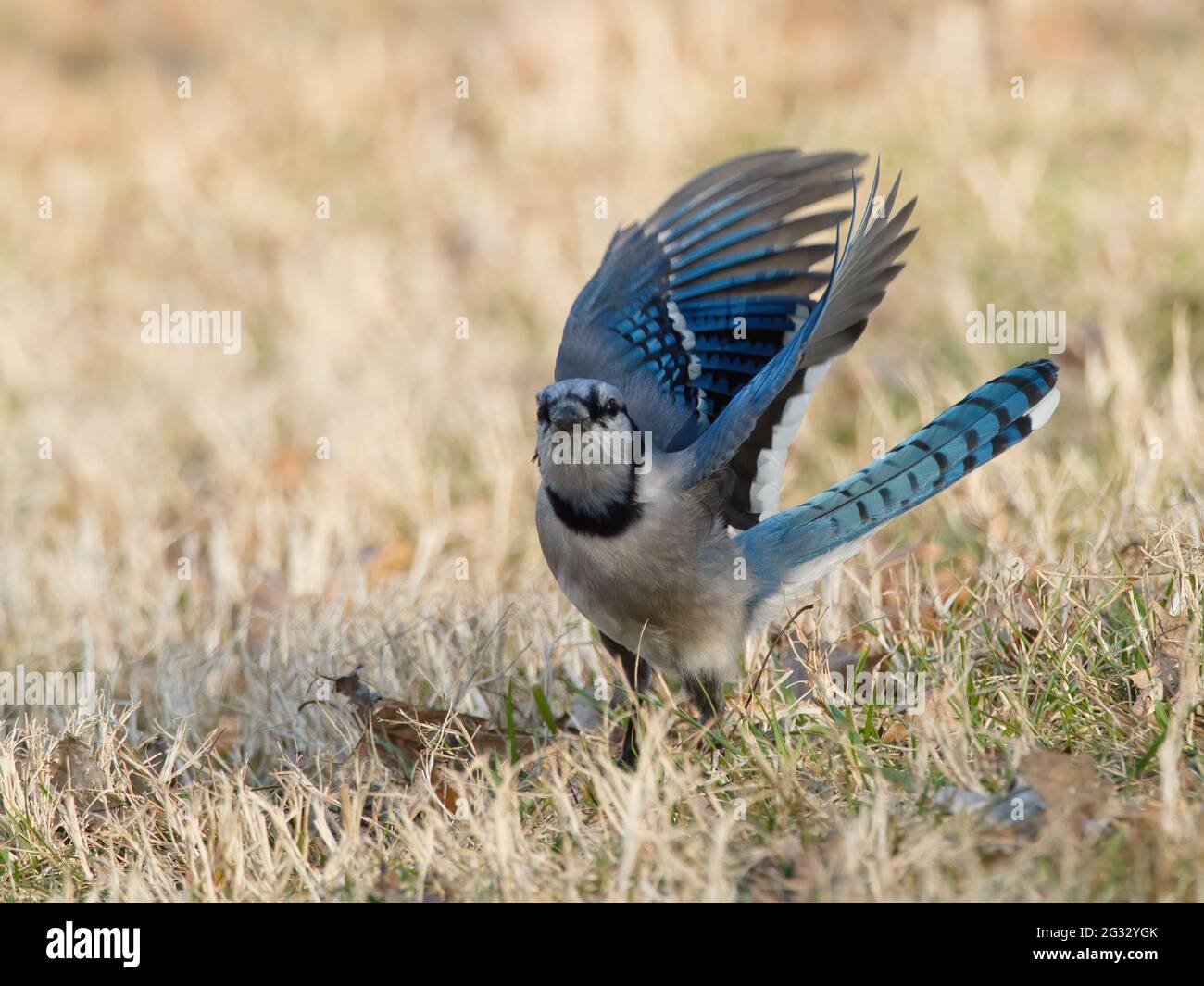 A beautiful Blue Jay bird with open wings Stock Photo