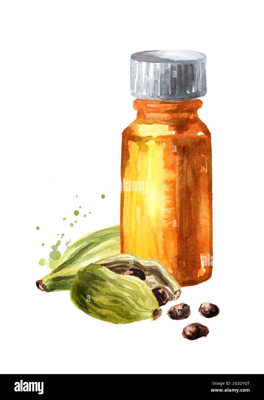 Cardamon pods and bottle of essential oil. Hand drawn watercolor illustration, isolated on white background Stock Photo