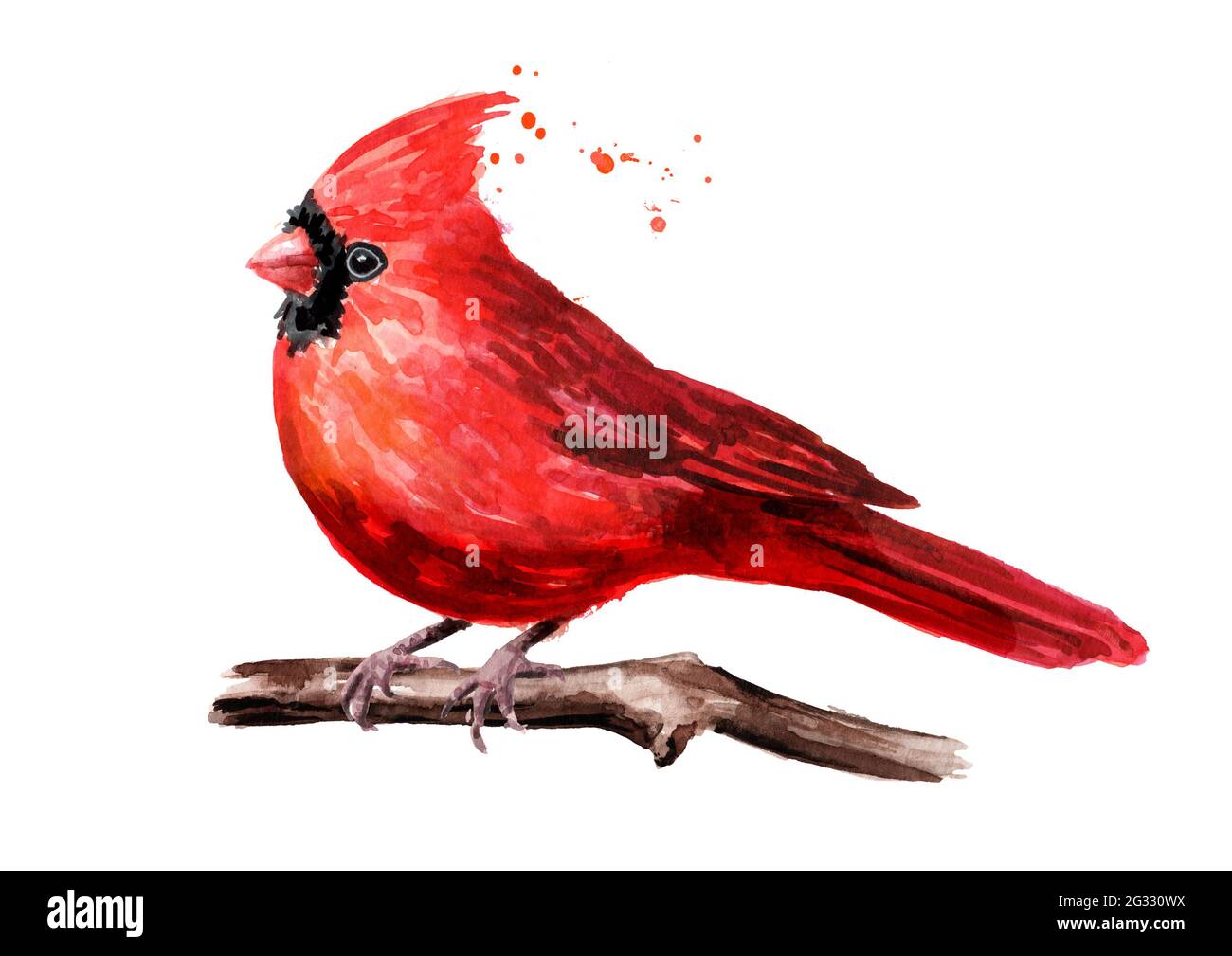 Red Bird Cardinal On The Branch Watercolor Hand Drawn Illustration Isolated On White Background Stock Photo Alamy