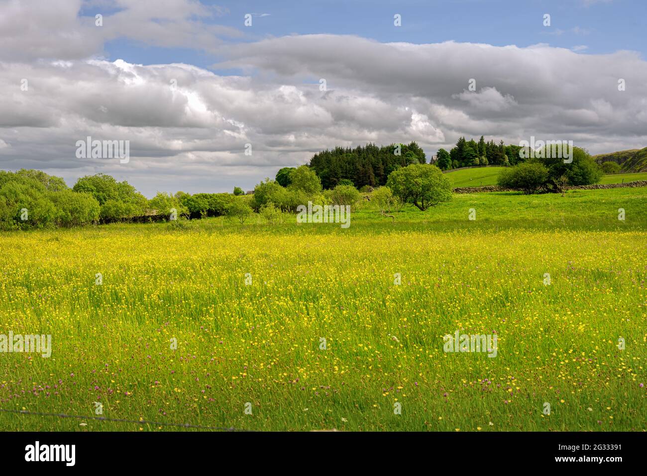 Springtime flower meadow in Upper Teesdale, County Durham, England Stock Photo