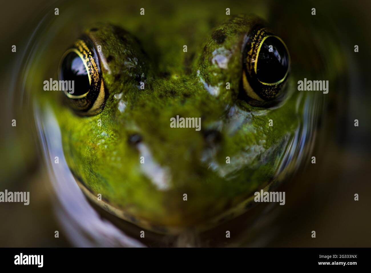 Frog eye macro close up in water. Green frog portrait in water. Stock Photo