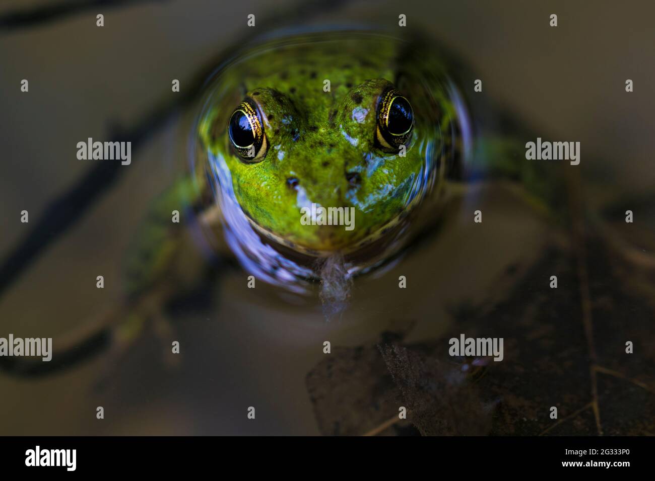 frog eyes