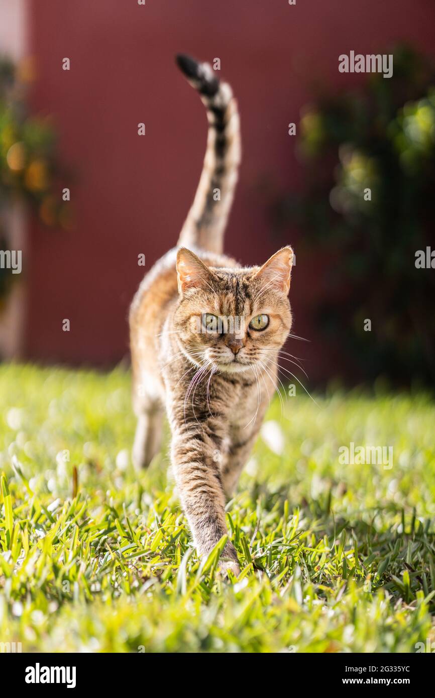 Cat in the home garden hi-res stock photography and images - Alamy