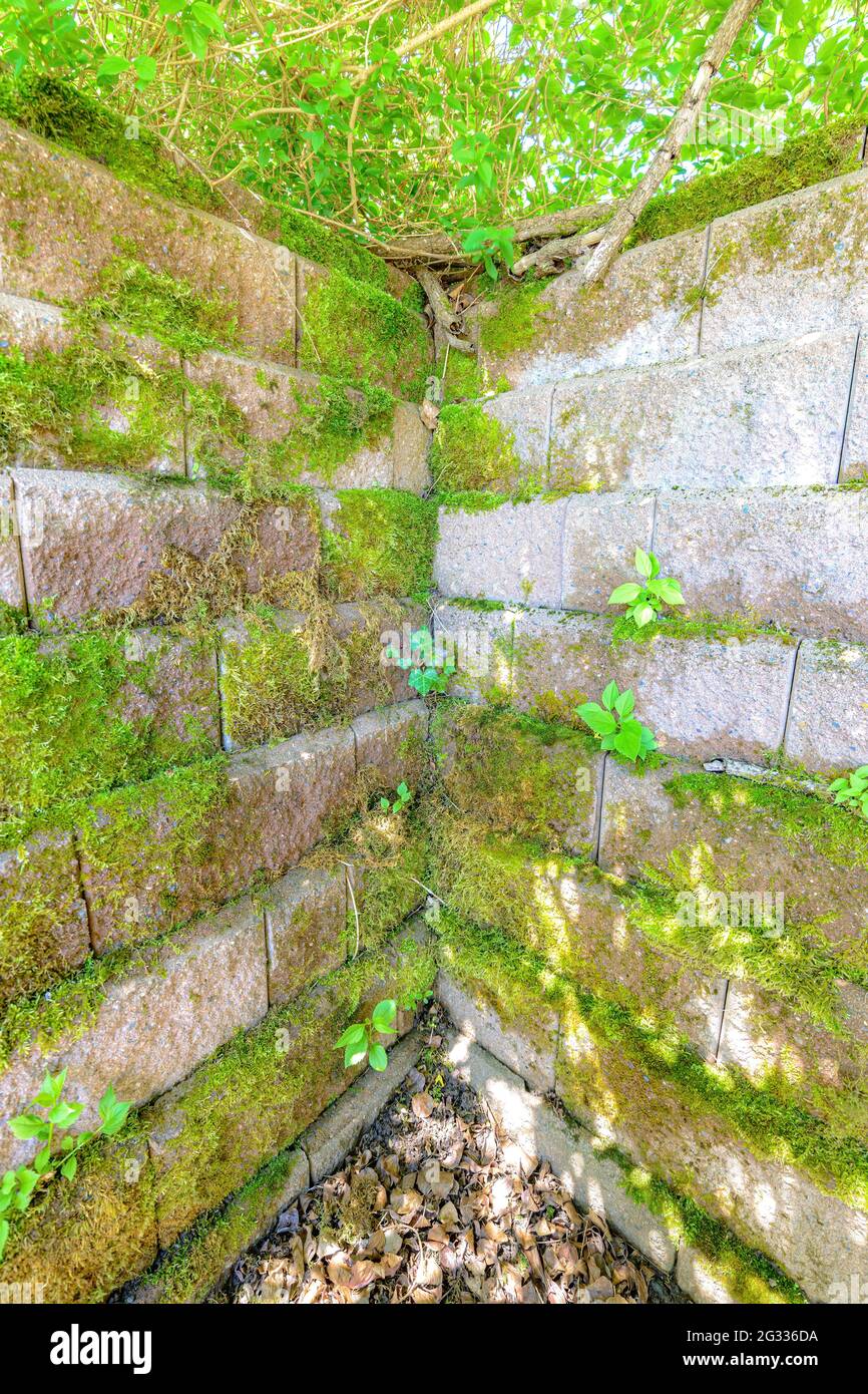 The corner inside corner of an ancient stone wall. The stone is mostly covered with moss and other vegetation. Bright day. Leaves below, trees above. Stock Photo
