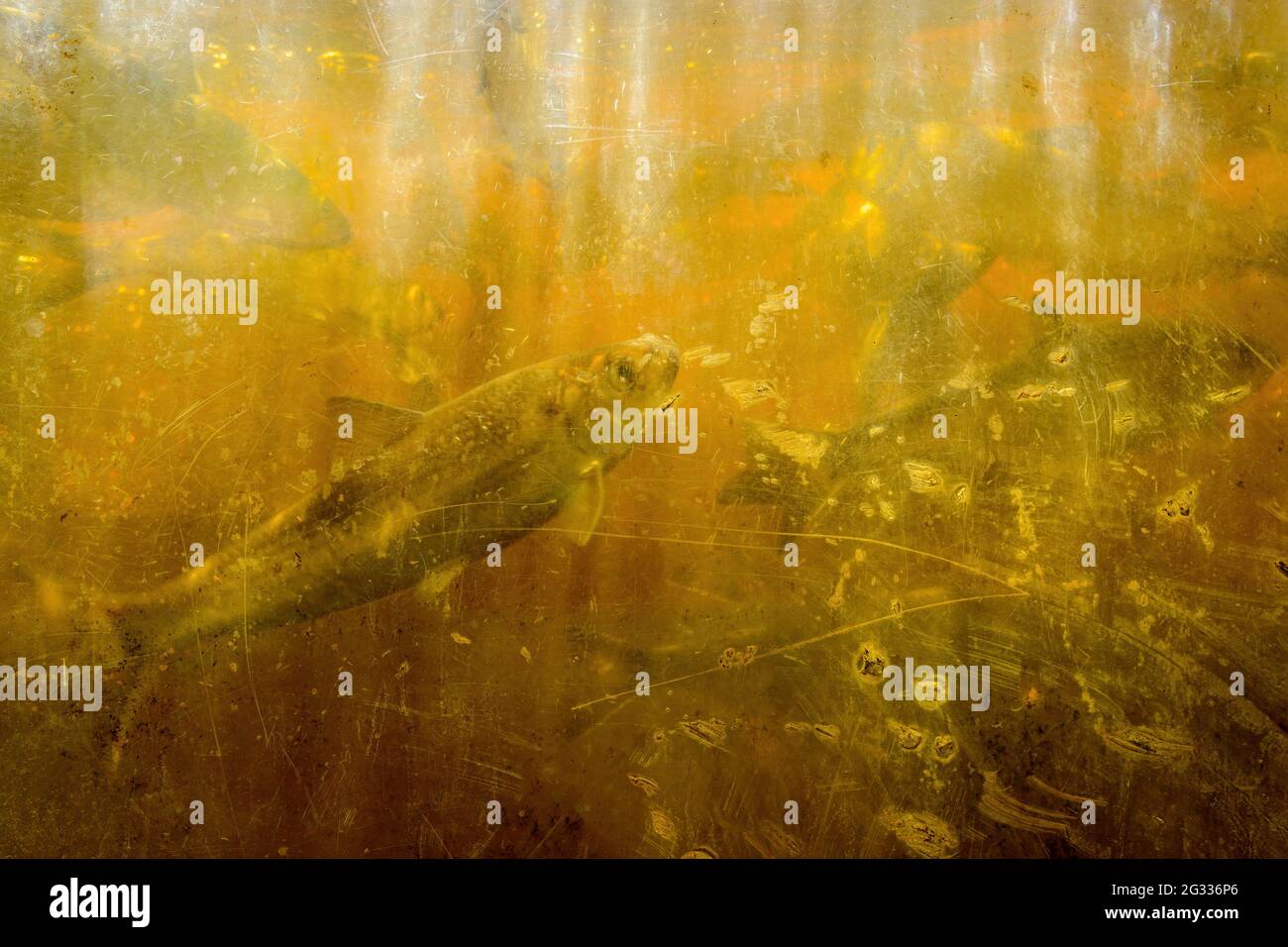 A scratched, chipped, and dirty translucent window in a salmon run. One salmon is visible close to the glass, other barely visible further back. Stock Photo