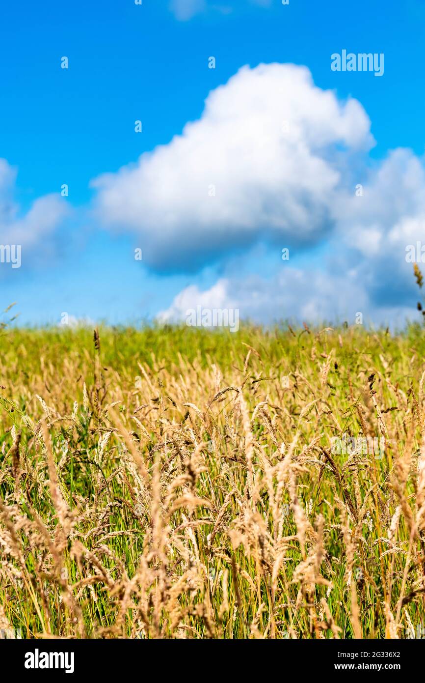 A green farm field with blue sky and fluffy clouds Stock Photo - Alamy
