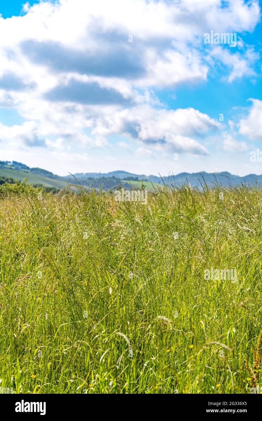 A green farm field with blue sky and fluffy clouds Stock Photo - Alamy