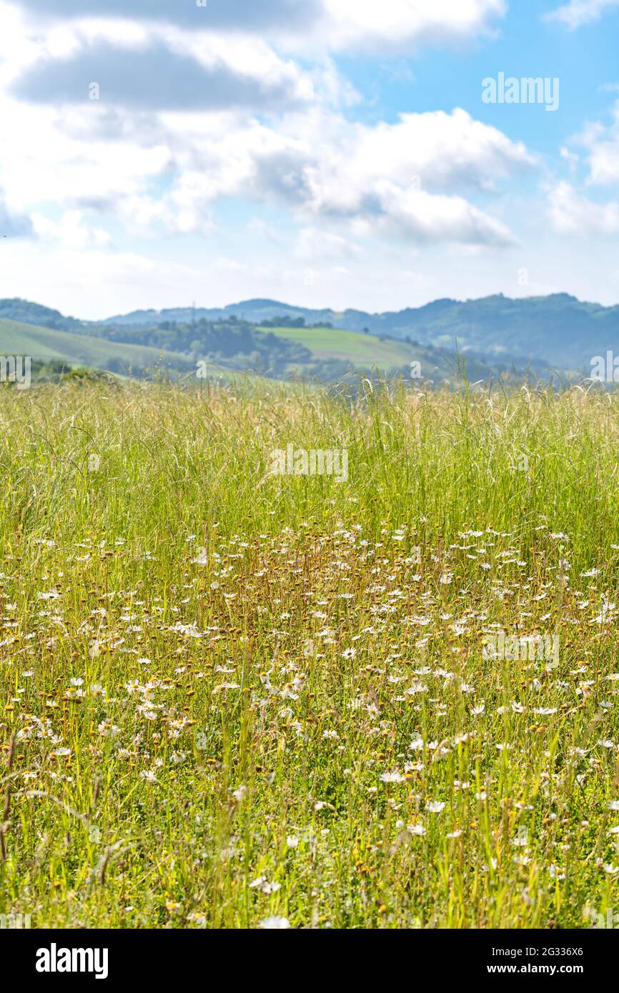A green farm field with blue sky and fluffy clouds Stock Photo - Alamy