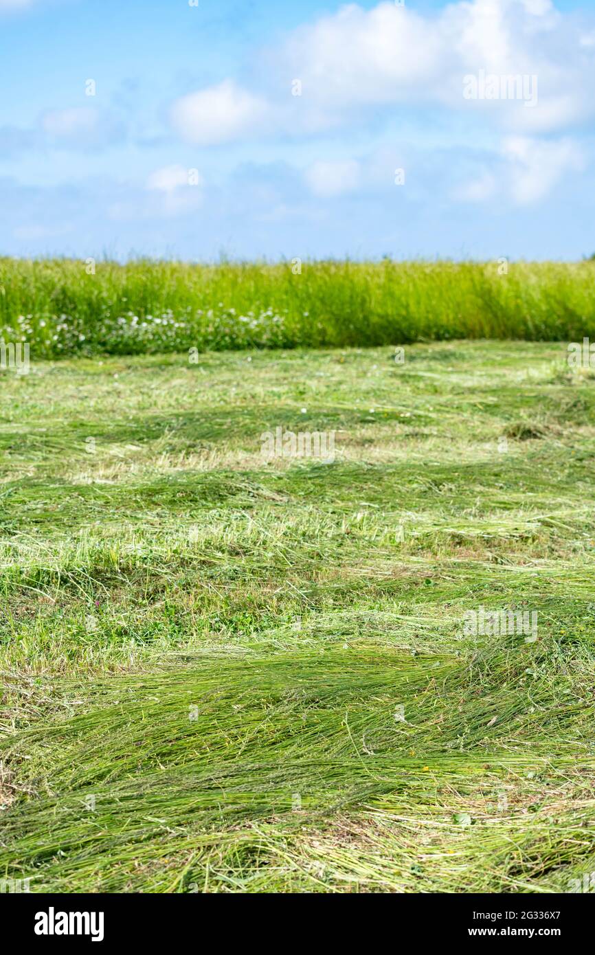 A green farm field with blue sky and fluffy clouds Stock Photo - Alamy