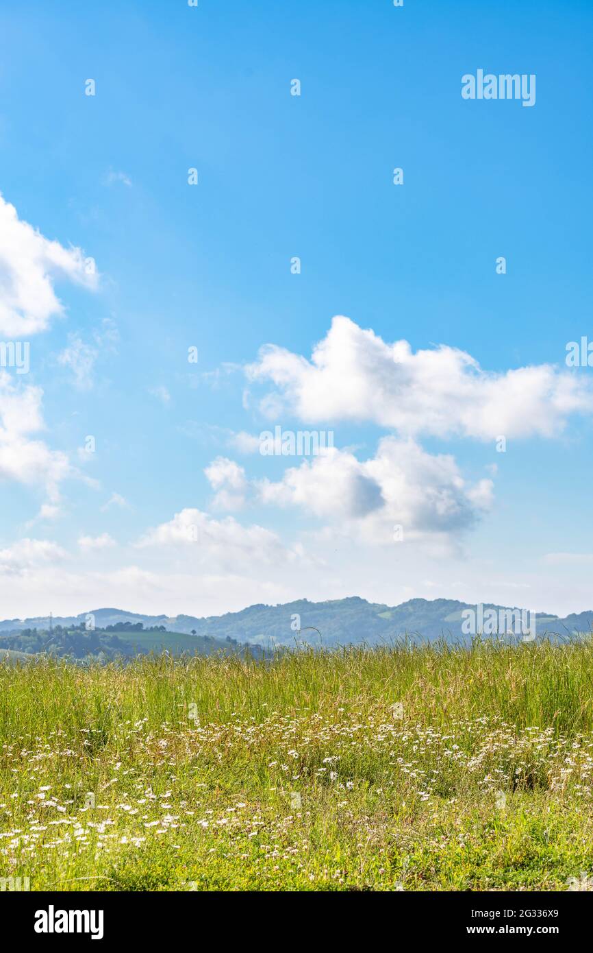 A green farm field with blue sky and fluffy clouds Stock Photo - Alamy