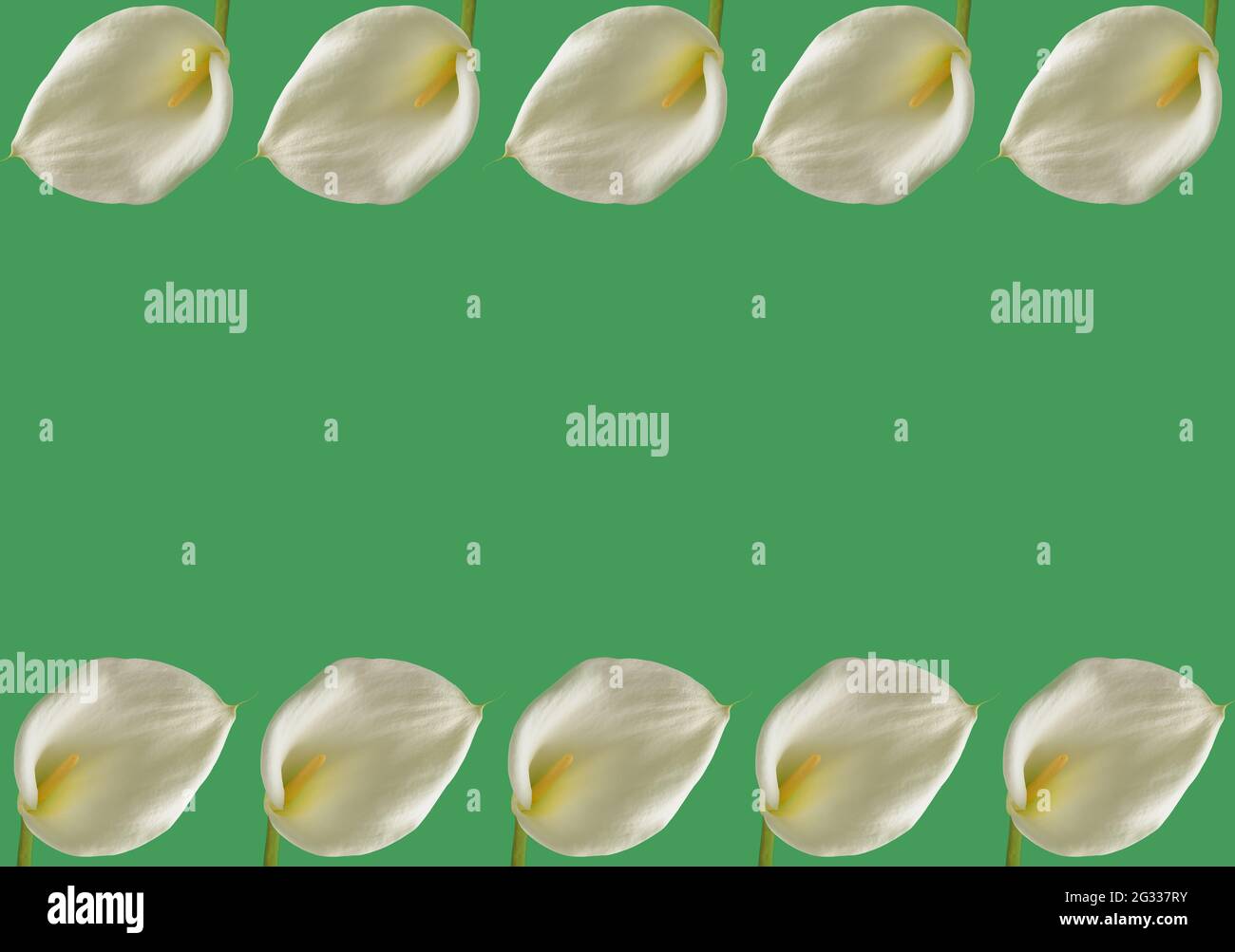 Calla flower pattern on a green background. Spring concept with copy space. Stock Photo