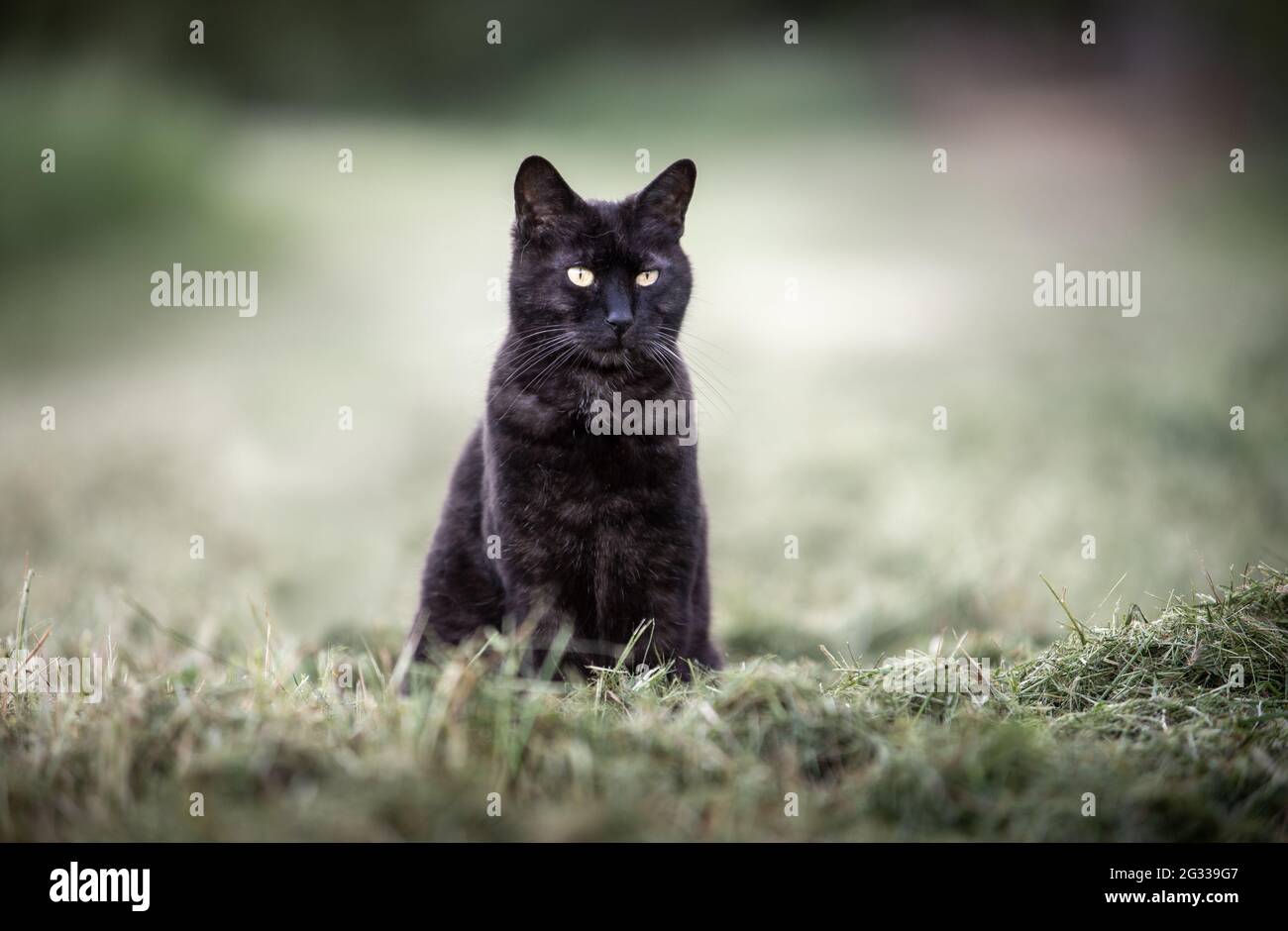 black cat sitting outdoor. yellow eyes. looking. Stock Photo
