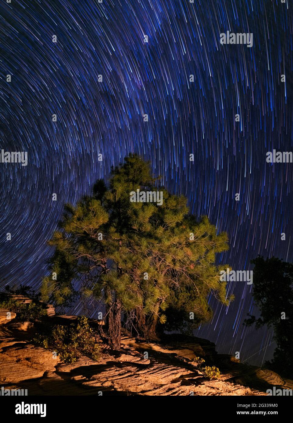 ZION NATIONAL PARK, UTAH - CIRCA AUGUST 2020:  Tree under the  Milky Way in Zion National Park, Utah. Stock Photo