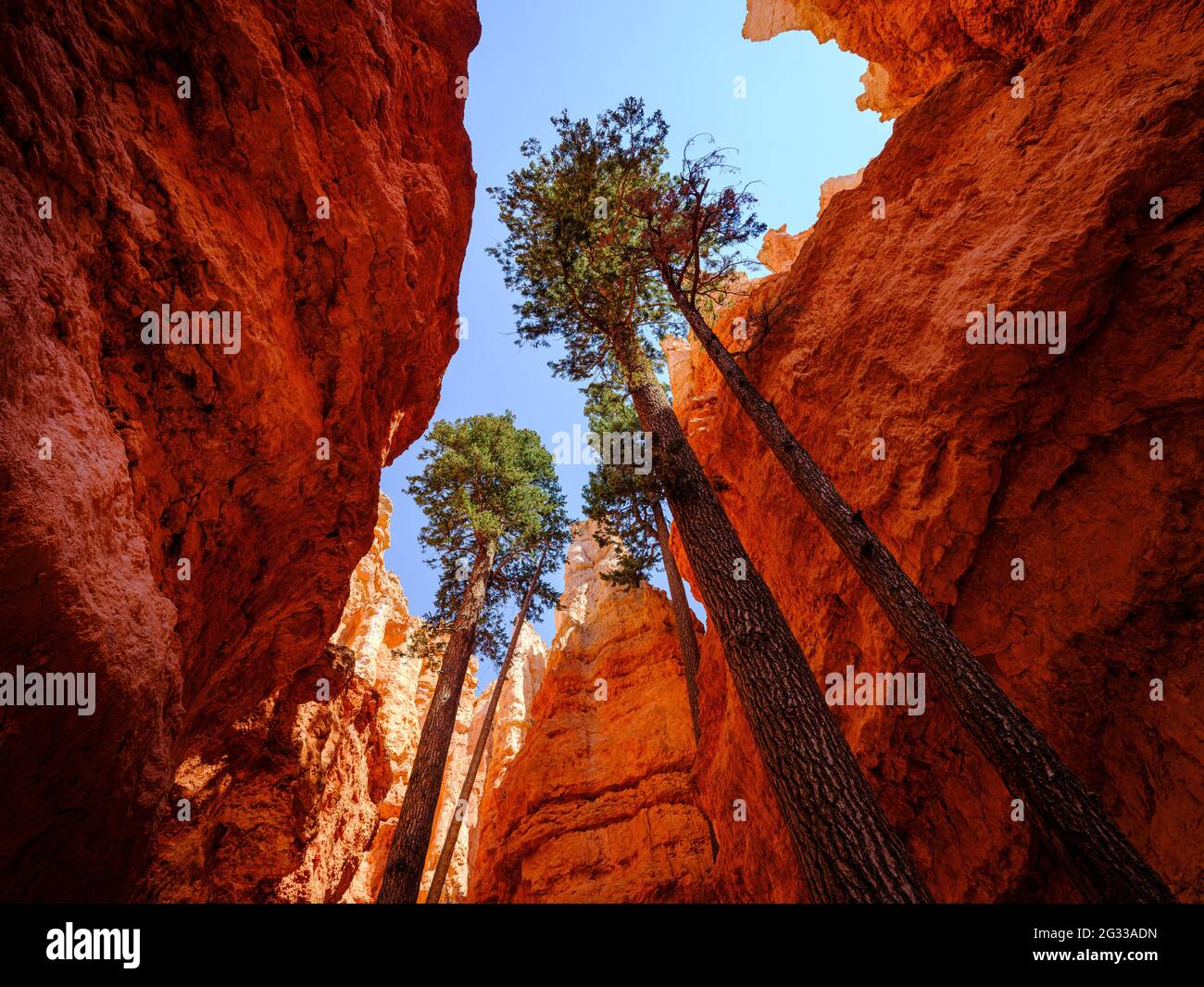 BRYCE, UTAH - CIRCA AUGUST 2020: Slot Canyon in Wall Street, a section of the Navajo Loop Trail in Bryce Canyon National Park, Utah. Stock Photo