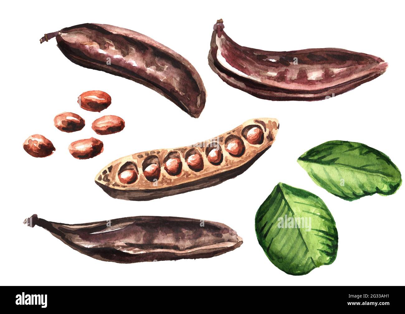 Carob pods, beans and green leaves set. Hand drawn watercolor ...