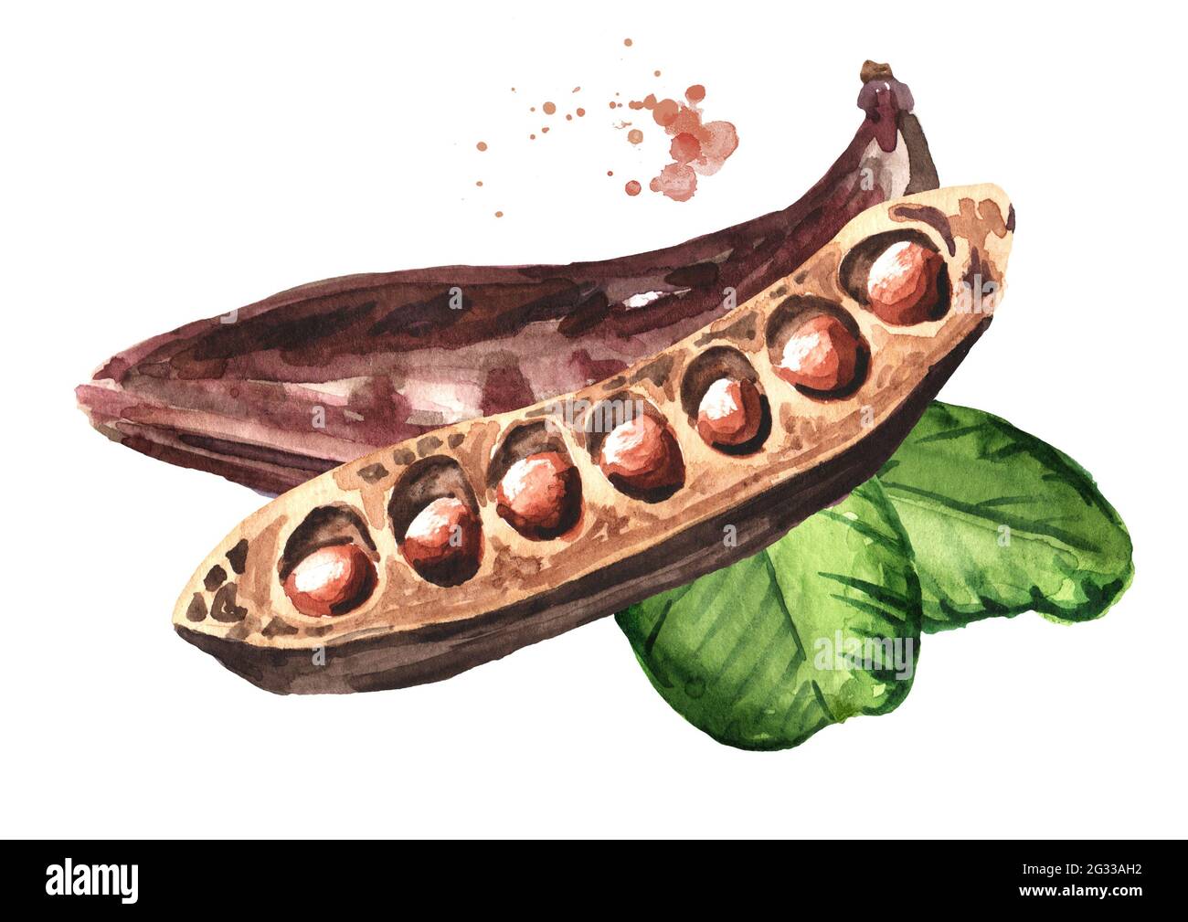 Carob pods and green leaves. Hand drawn watercolor illustration isolated on white background