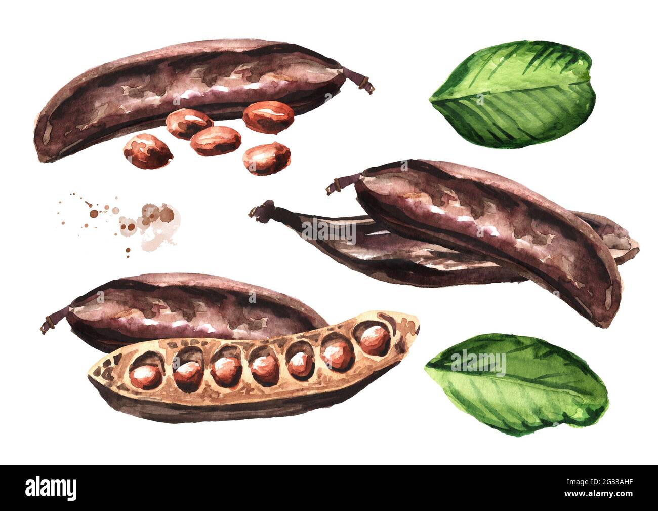 Carob pods, beans and green leaves set. Hand drawn watercolor illustration, isolated on white