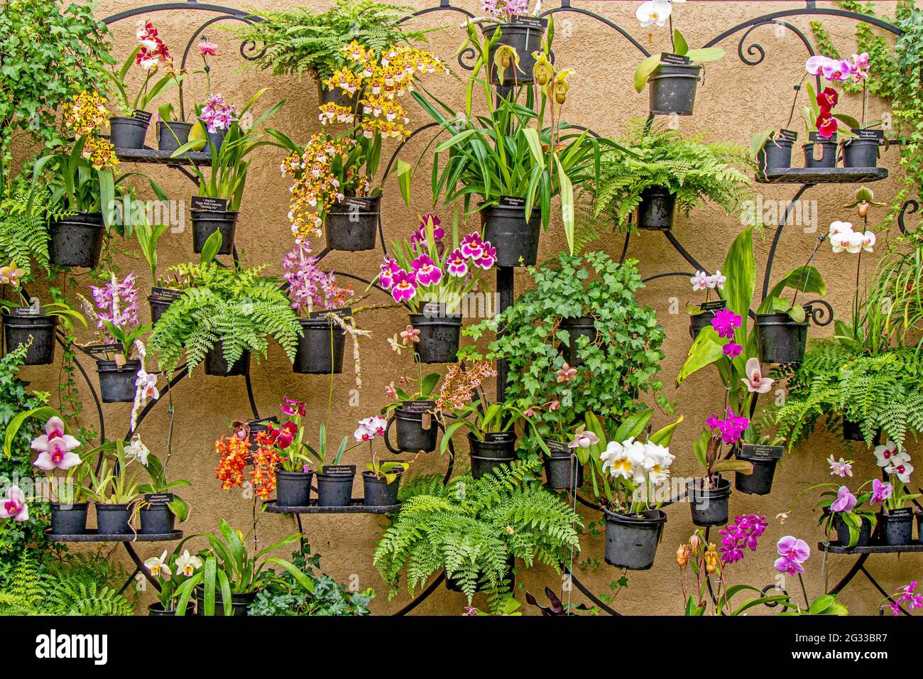 Orchid Wall, Longwood Gardens, PA Stock Photo