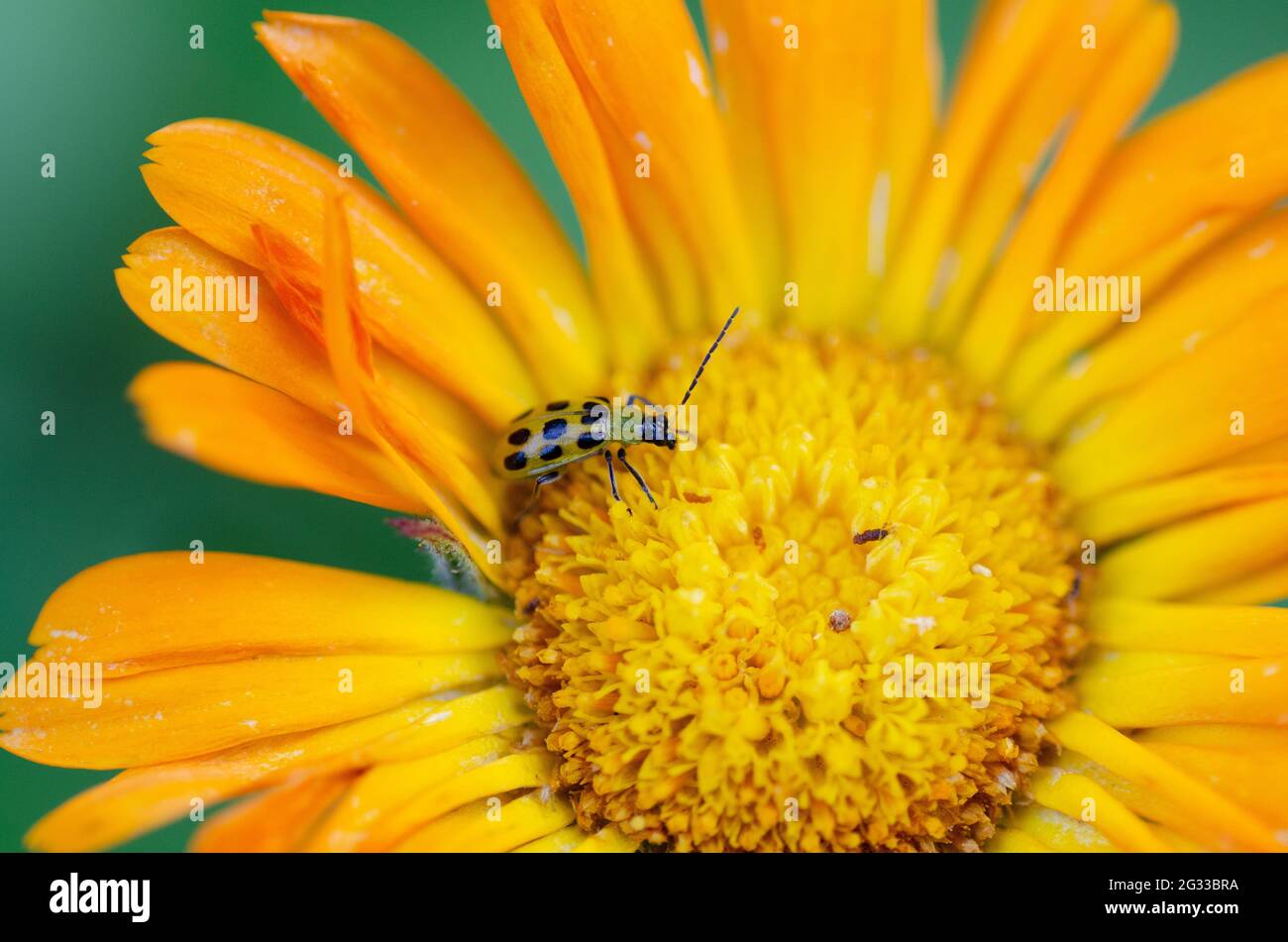A cucumber beetle visits a brightly colored calendula on a sunny spring day. Stock Photo