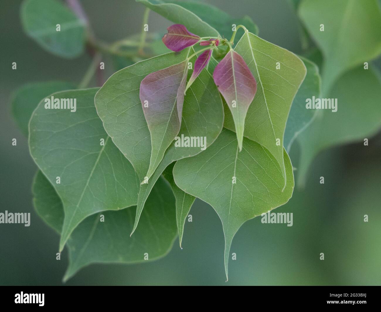 The Chinese tallow tree has beautiful fall foliage and delicate green