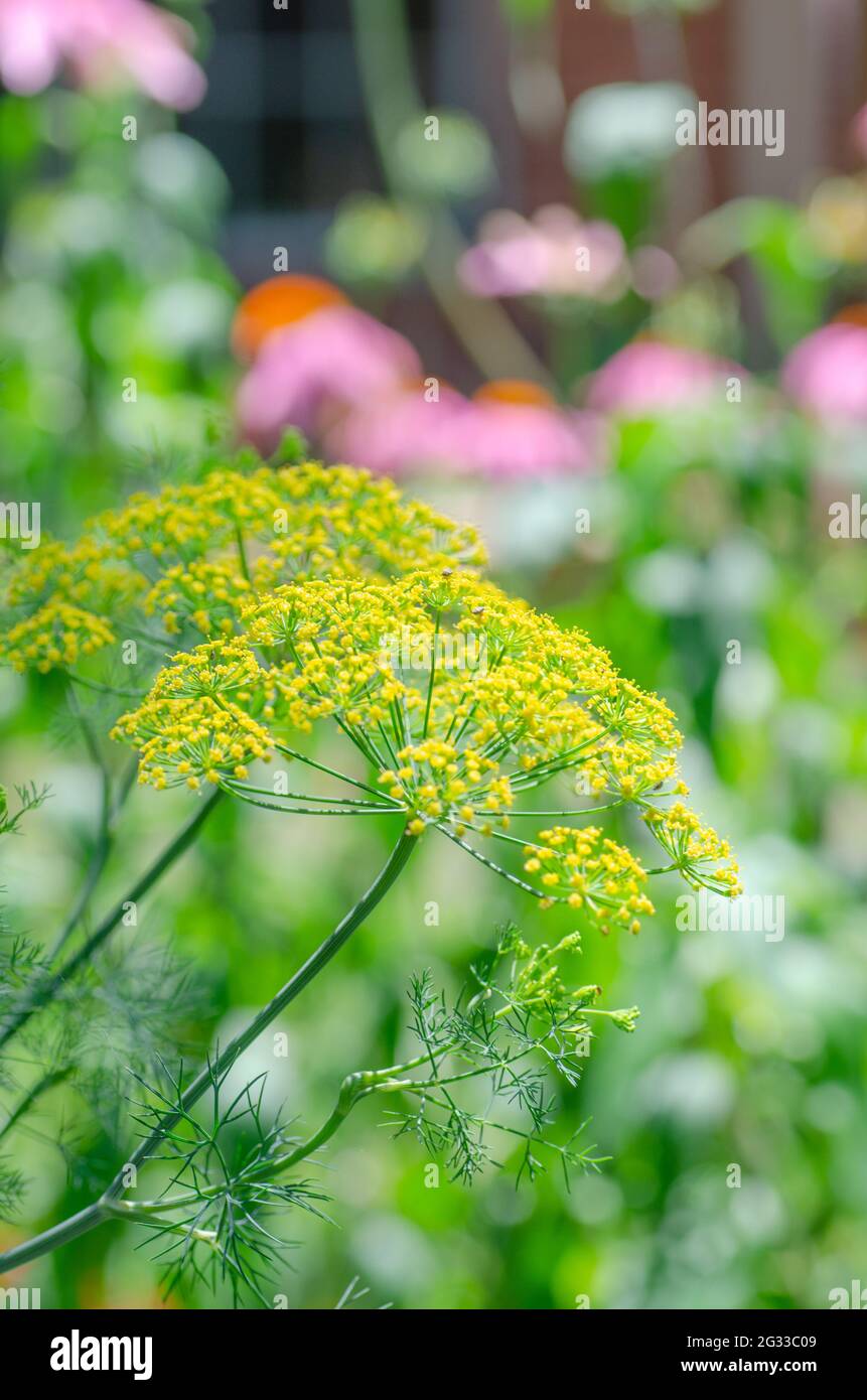 Dill is a useful plant to grow in the garden, both for cooking and for attracting insects. Stock Photo