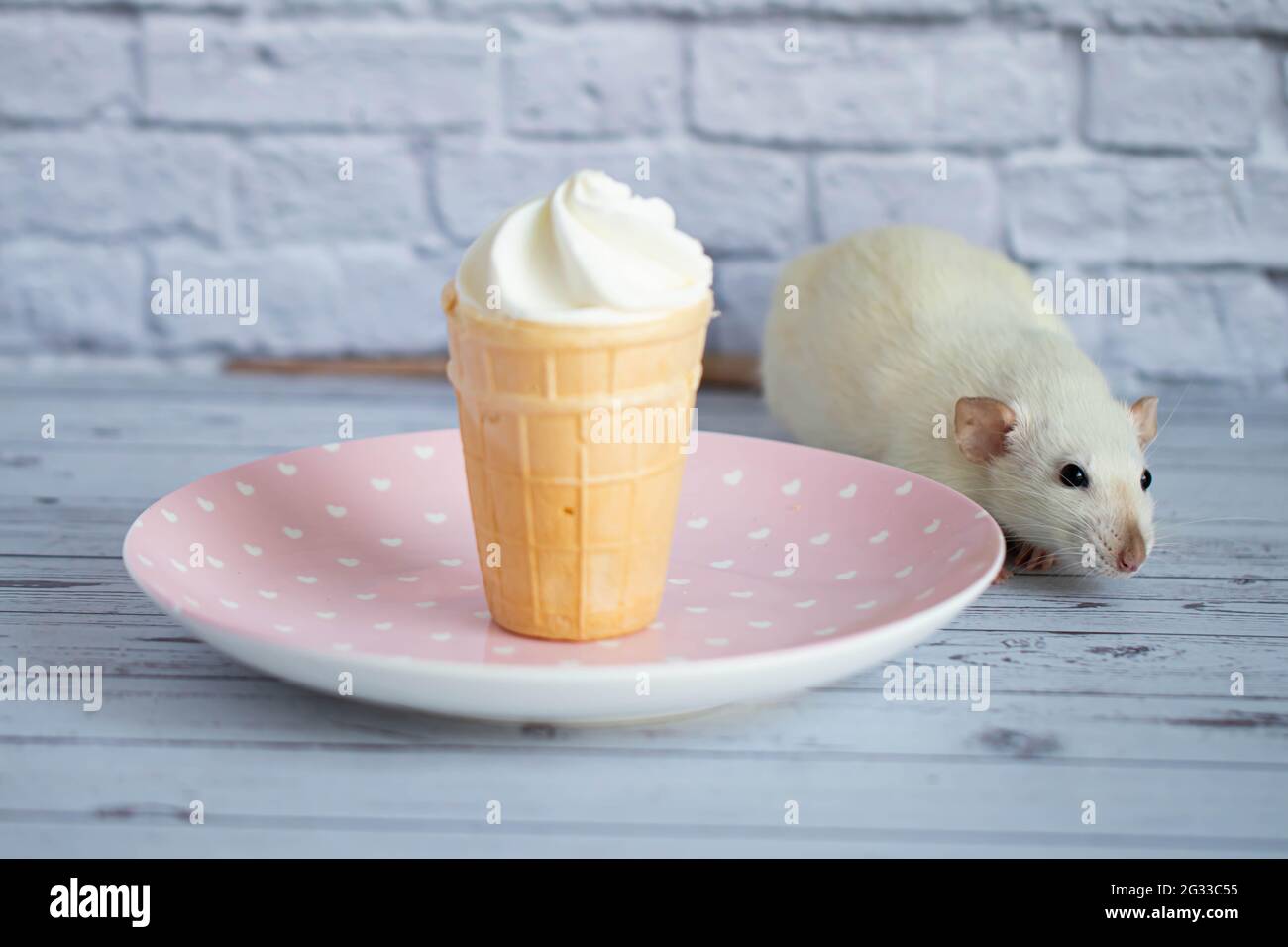 A cute white rat sits next to a waffle cup with white ice cream. The rodent is sniffing the