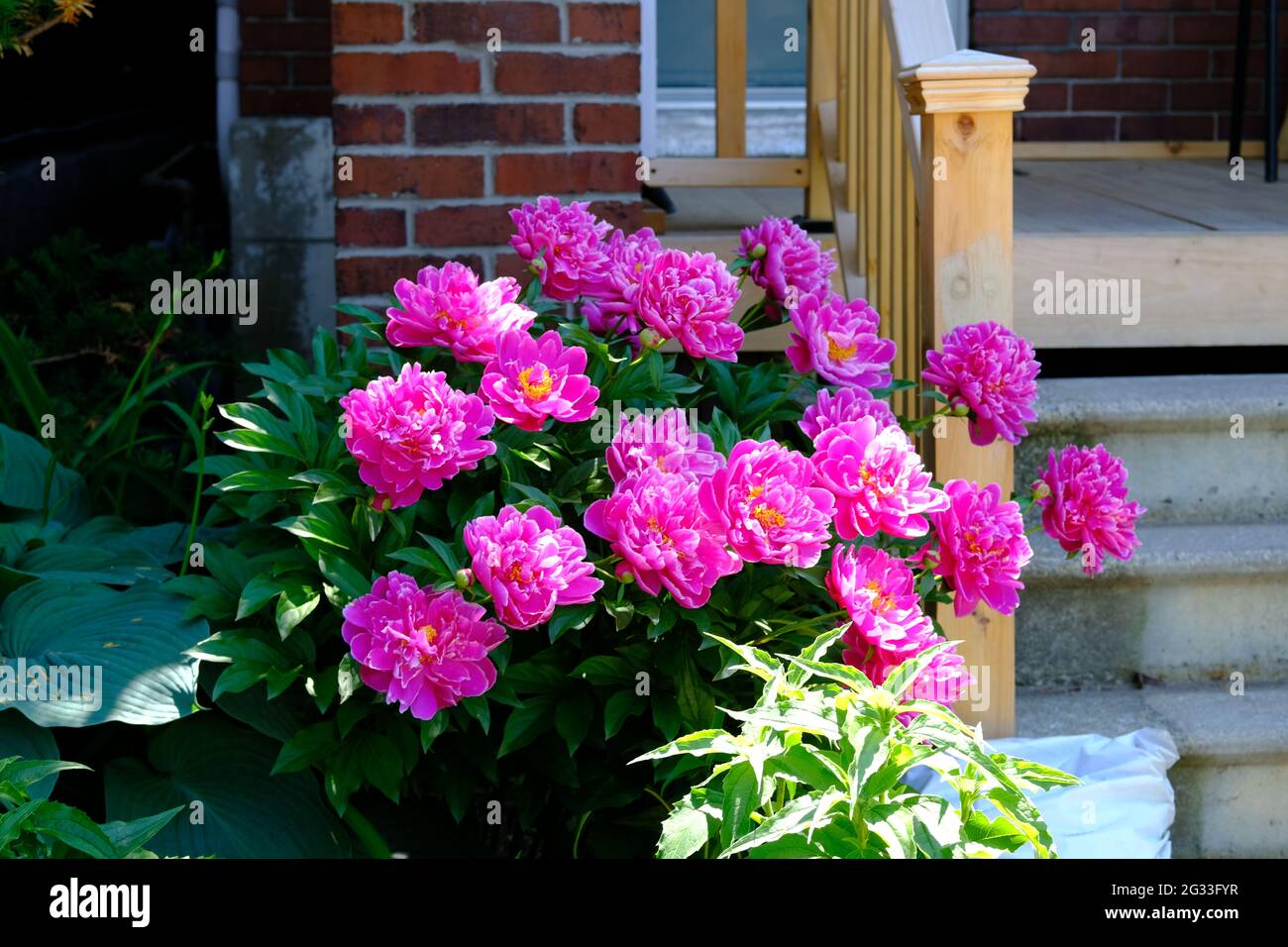 A shock of hot pink peony (Paeonia officinalis) byt the front stairs of a Glebe house, Ottawa, Ontario, Canada. Stock Photo
