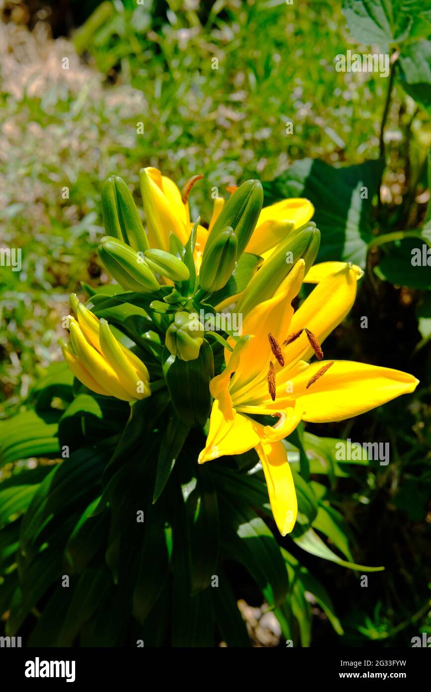 Wonderful buttery yellow of a lily (Hemerocallis lilioasphodelus) in the sunshine of a Glebe garden in Ottawa, Ontario, Canada. Stock Photo