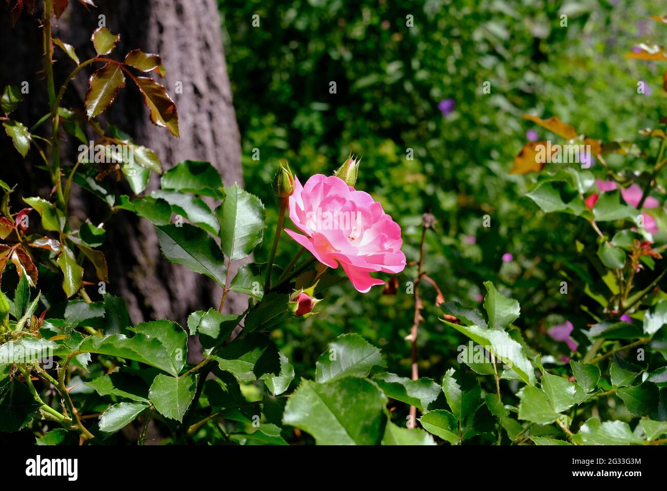 Beautiful pink rose (unknown variety) in a Glebe garden in Ottawa, Ontario, Canada. Stock Photo