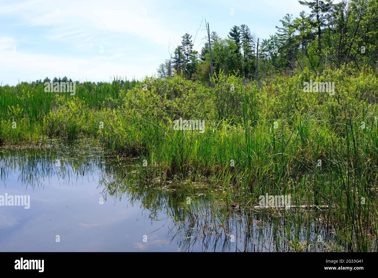 Reeds and marshland on the Klondike hiking trail at South March Highlands Conservation Forest in Kanata, Ontario, Canada. Stock Photo