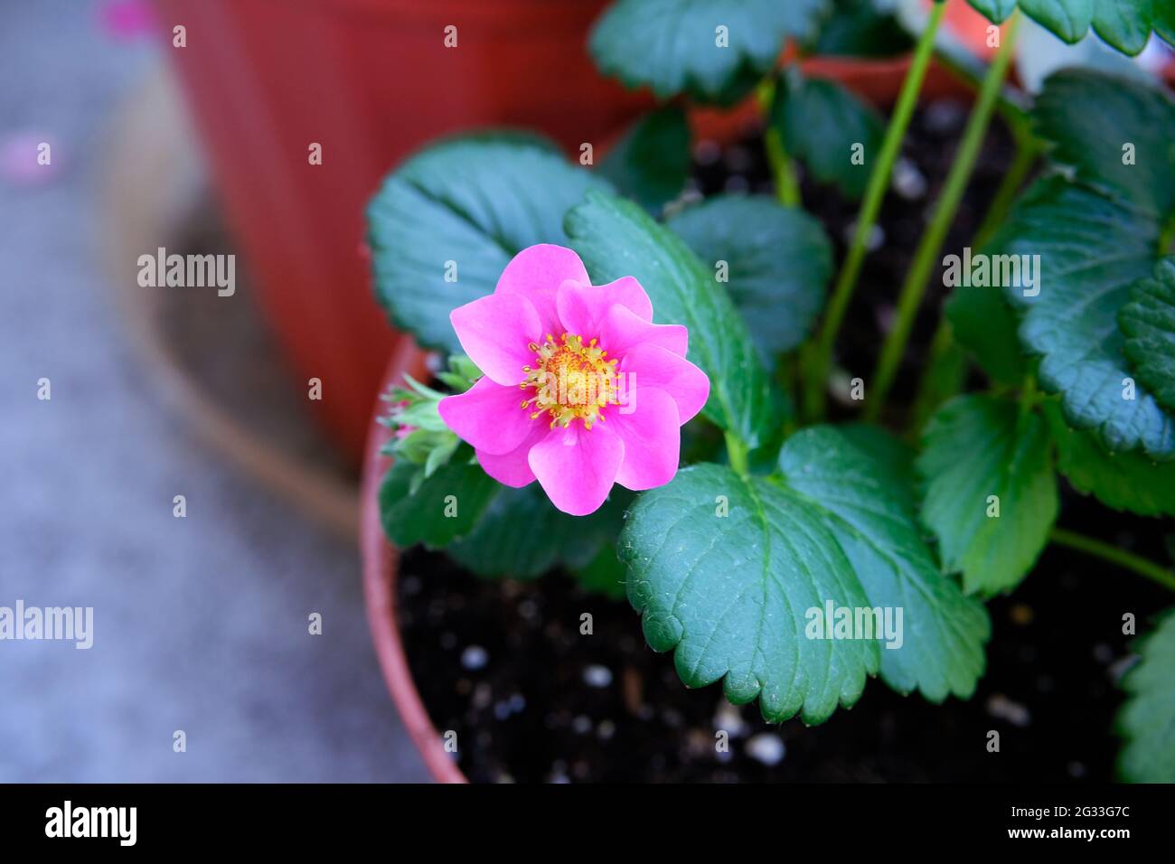 Beautiful pink flower of a strawberry (Fragaria x ananassa) the the fruit just forming in the middle. My balcony. Ottawa, Ontario, Canada. Stock Photo