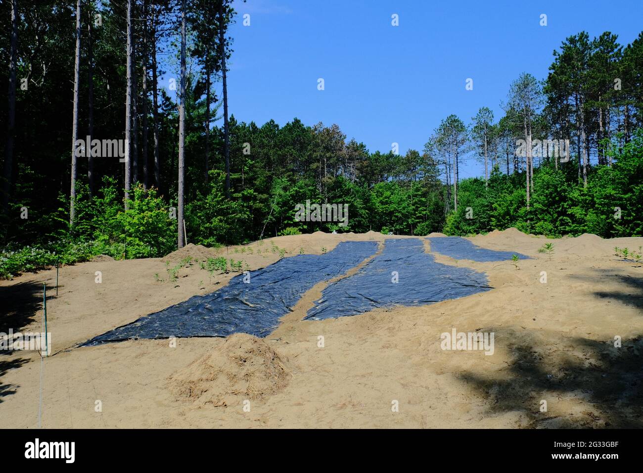 Black plastic covers the sand at Pinhey Sand Dunes biodiversity restoration project in Ottawa, Ontario, Canada. Stock Photo