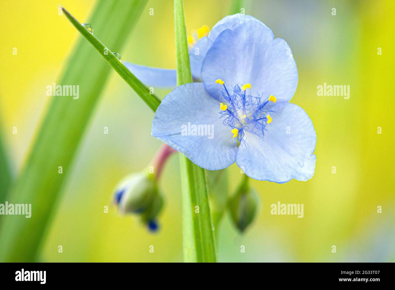 Spiderwort flower Stock Photo