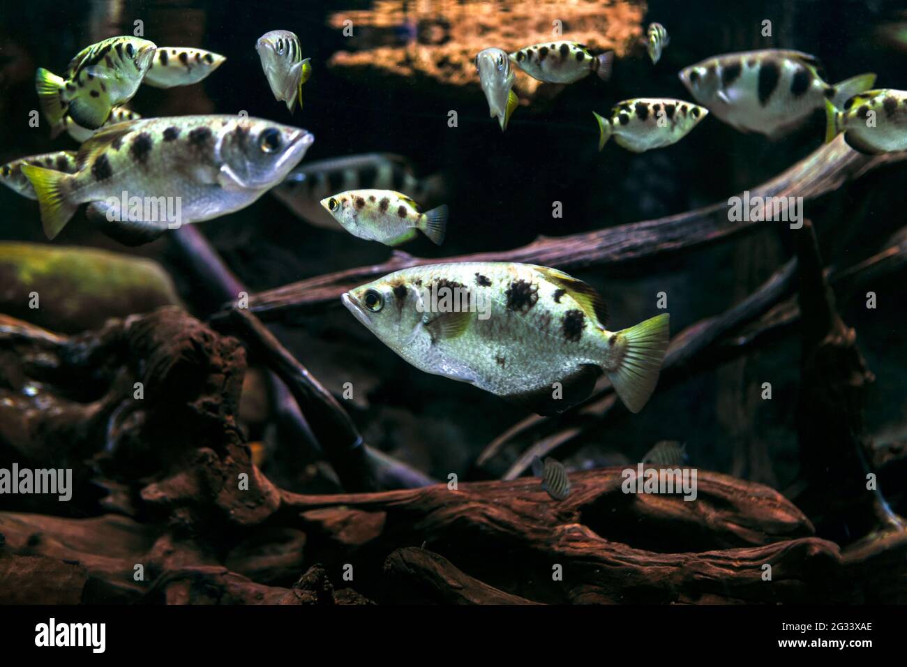 Archerfish in the deep transparent water. Toxotes jaculatrix . Carnivorous fish Stock Photo