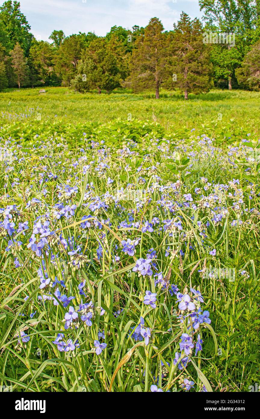 Spiderwort flowering in field, Bucks County, PA Stock Photo Alamy